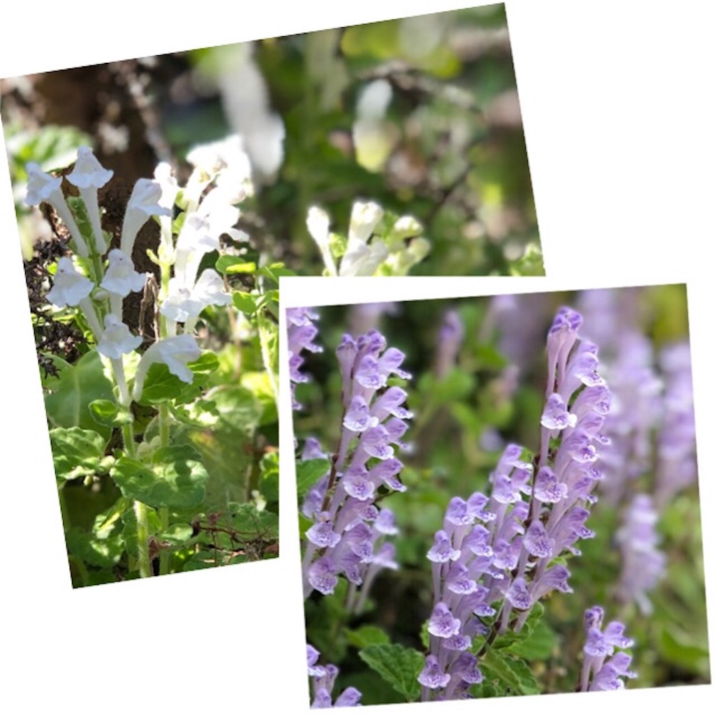 f:id:aufheben1007:20190524223754j:image