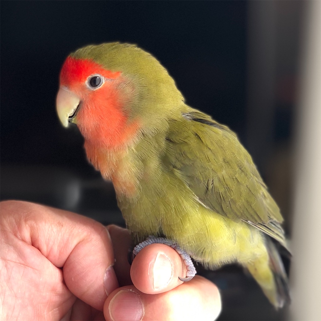 f:id:aufheben1007:20190524223839j:image