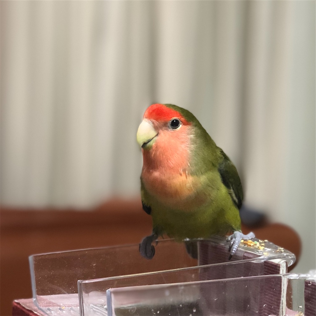 f:id:aufheben1007:20200727201940j:image f:id:aufheben1007:20200727201940j:image