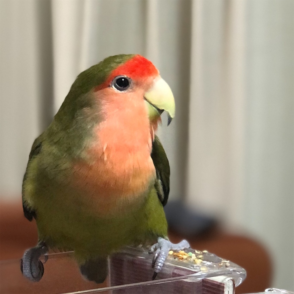 f:id:aufheben1007:20200727201944j:image f:id:aufheben1007:20200727201944j:image