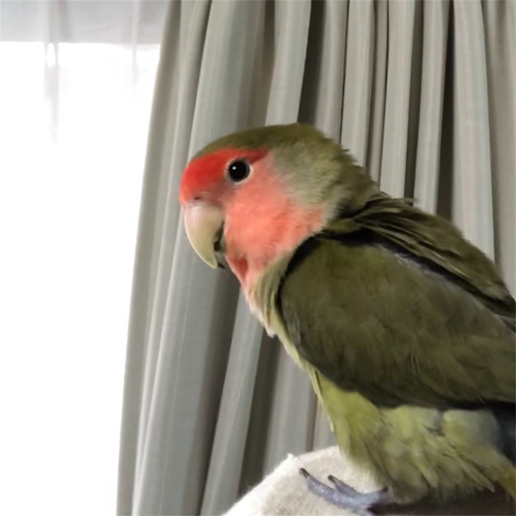 f:id:aufheben1007:20201127231404j:image