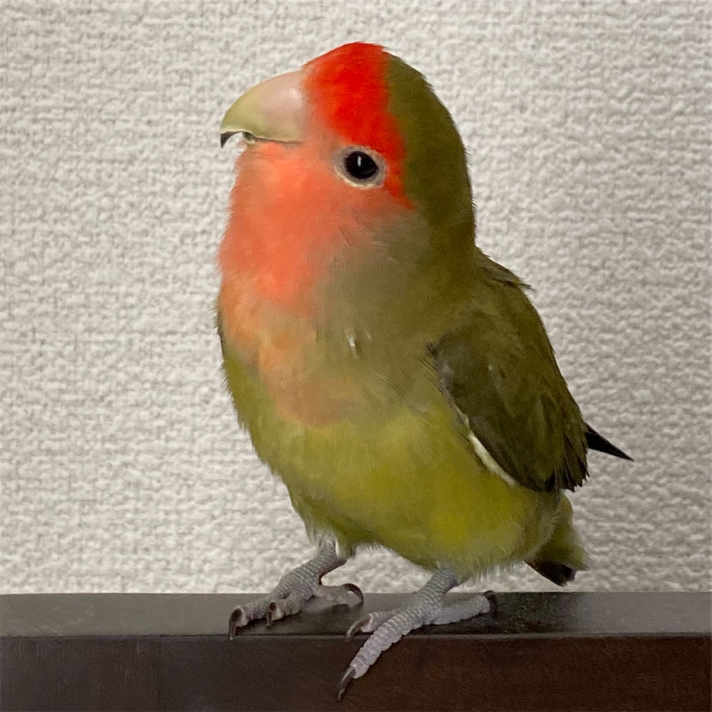 f:id:aufheben1007:20210501225903j:image