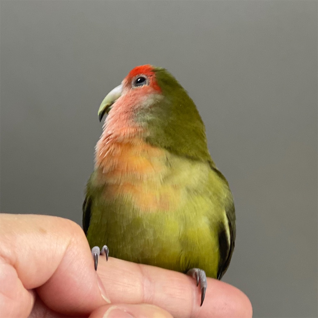 f:id:aufheben1007:20220211202401j:image