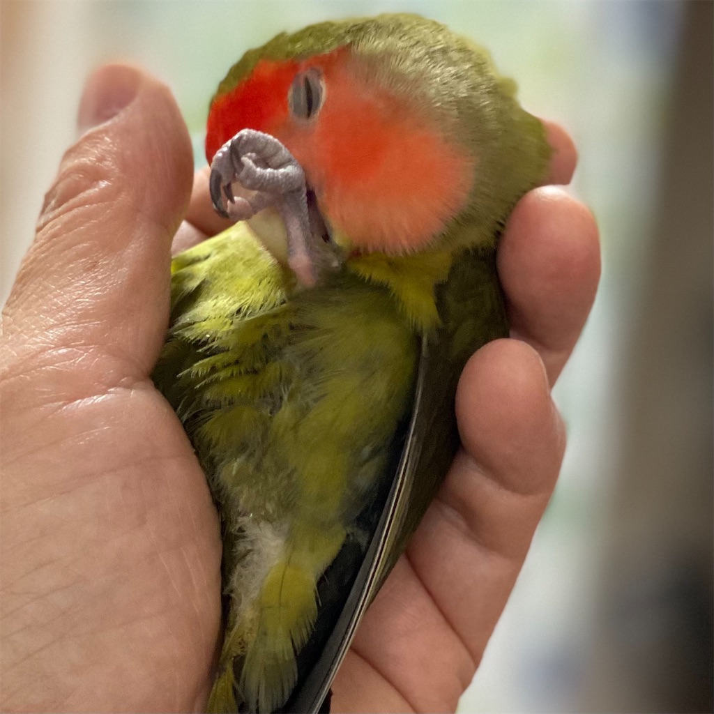 f:id:aufheben1007:20220308080559j:image