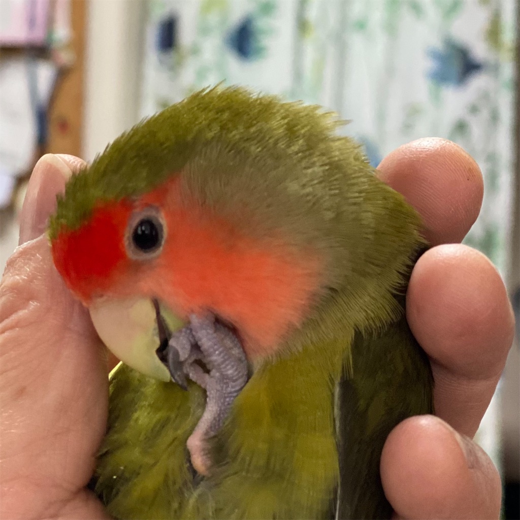 f:id:aufheben1007:20220308080602j:image