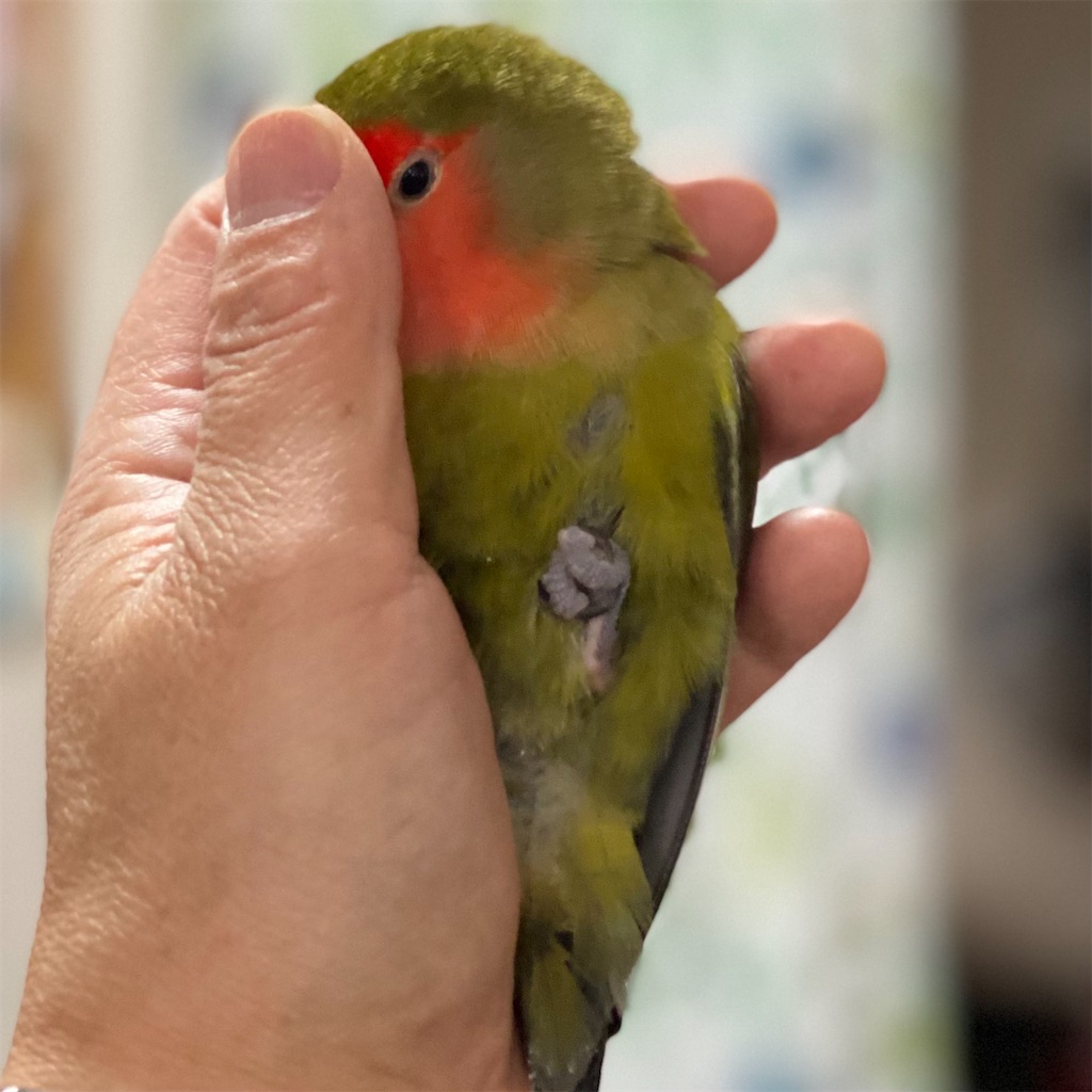 f:id:aufheben1007:20220308080608j:image