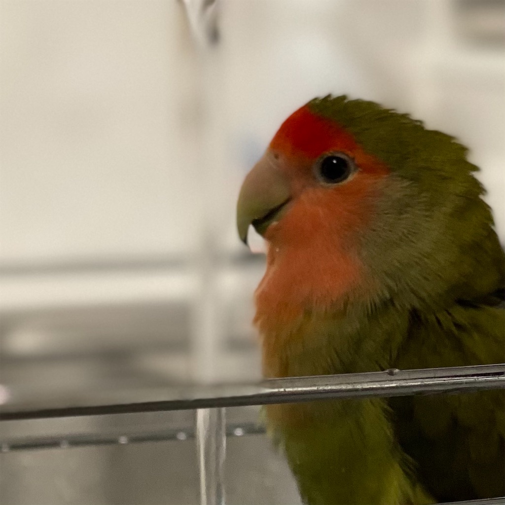 f:id:aufheben1007:20220321182440j:image