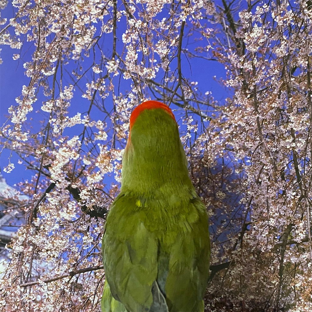 f:id:aufheben1007:20220324082950j:image