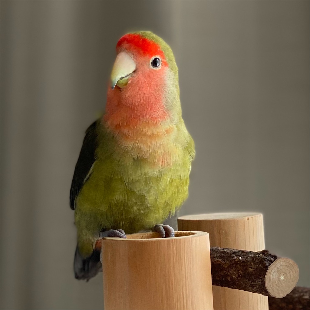 f:id:aufheben1007:20220330214815j:image