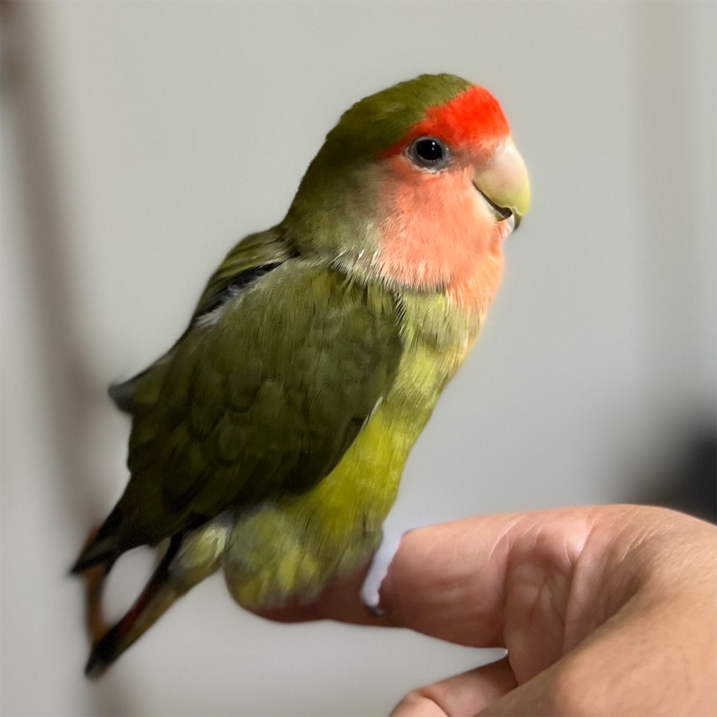 f:id:aufheben1007:20221019213410j:image