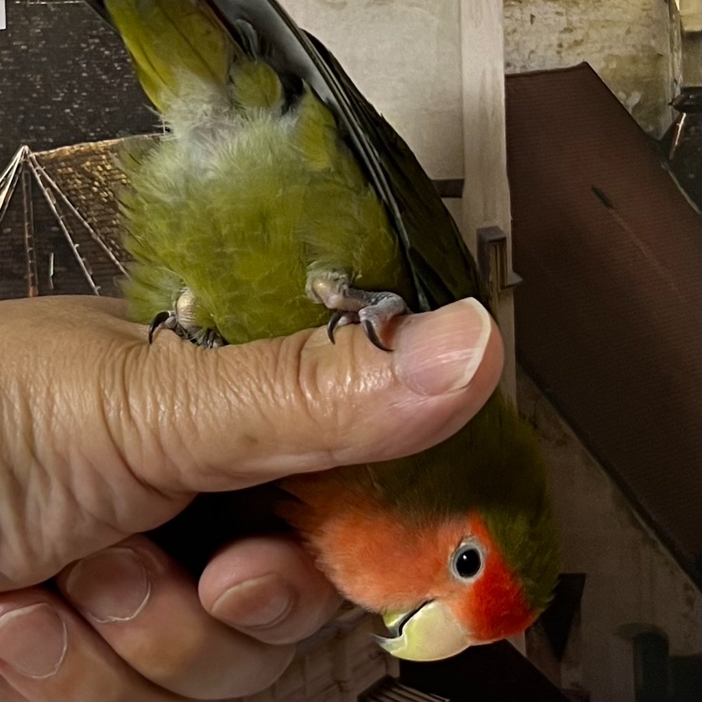 f:id:aufheben1007:20221019220603j:image