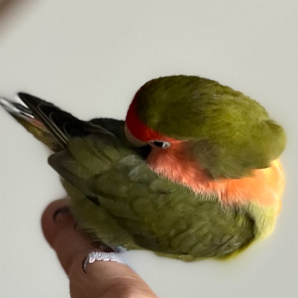 f:id:aufheben1007:20221019220606j:image