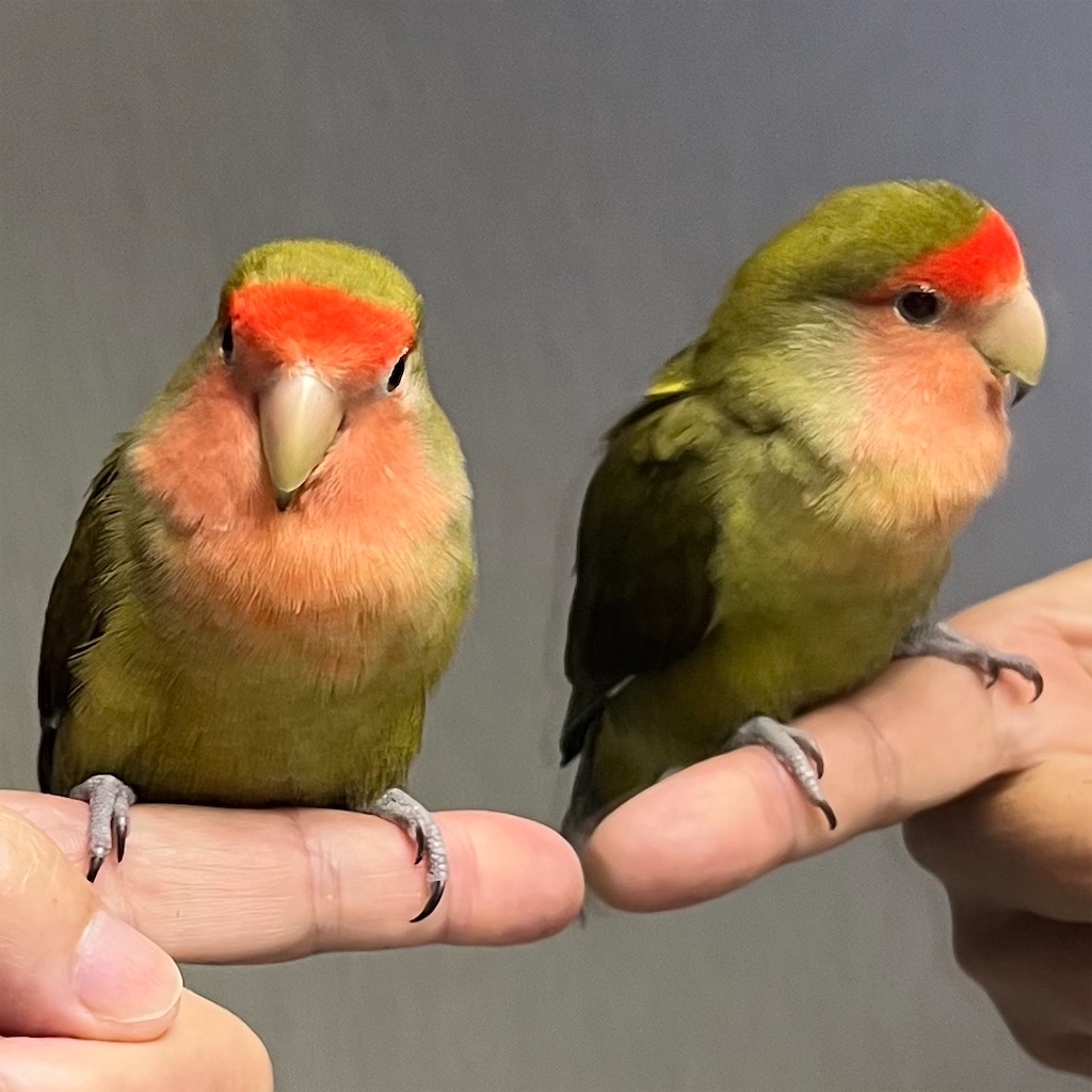 f:id:aufheben1007:20221023140117j:image