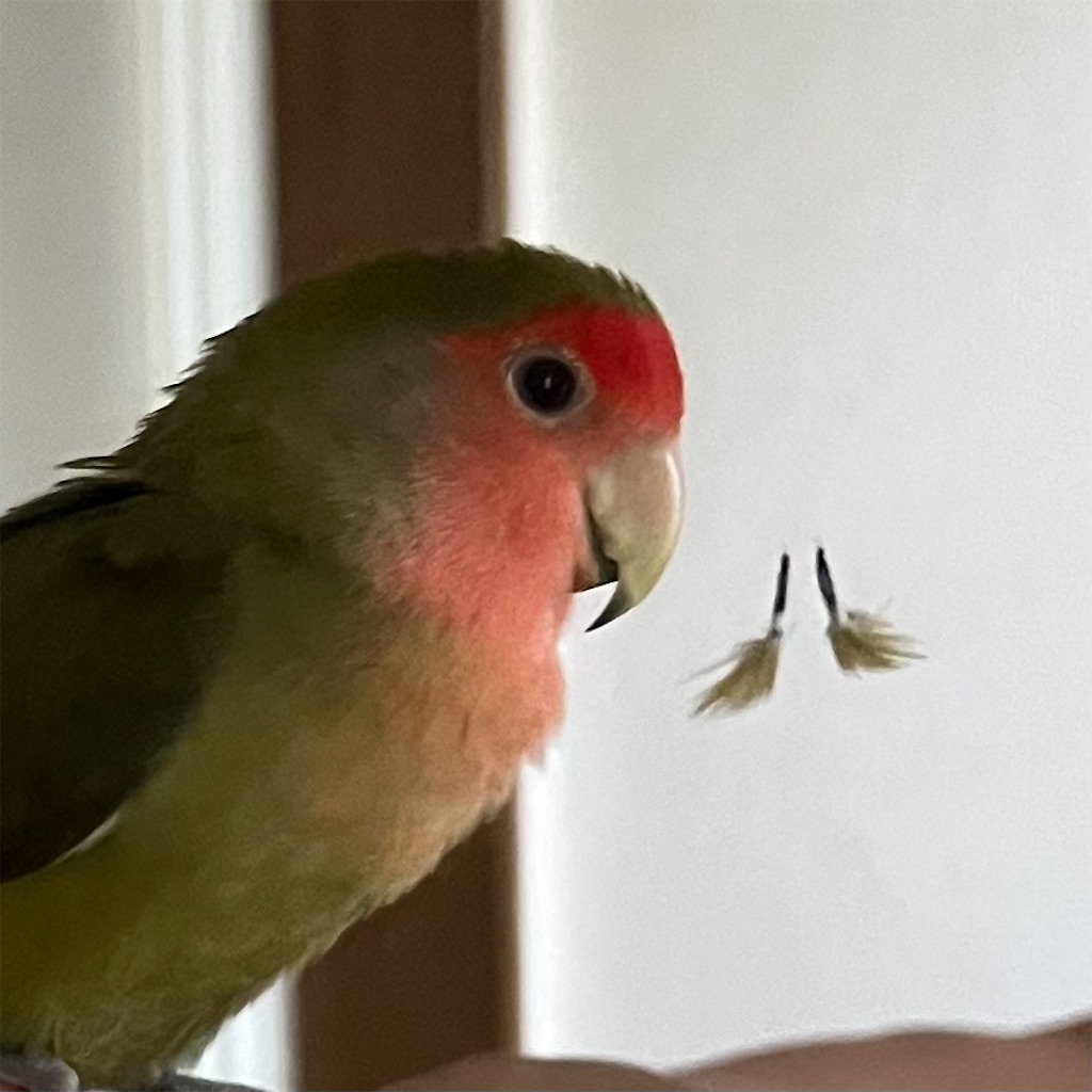 f:id:aufheben1007:20221023150912j:image