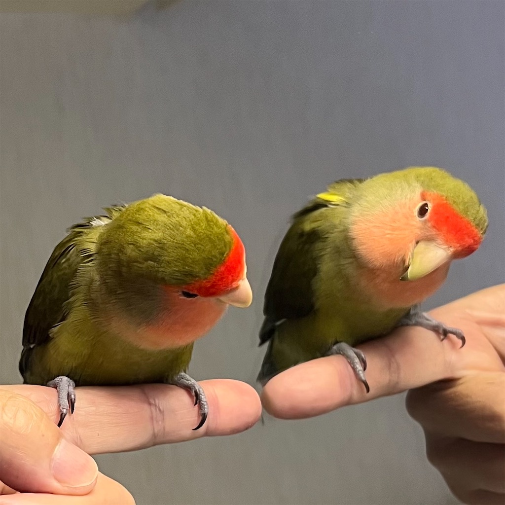 f:id:aufheben1007:20221023152138j:image