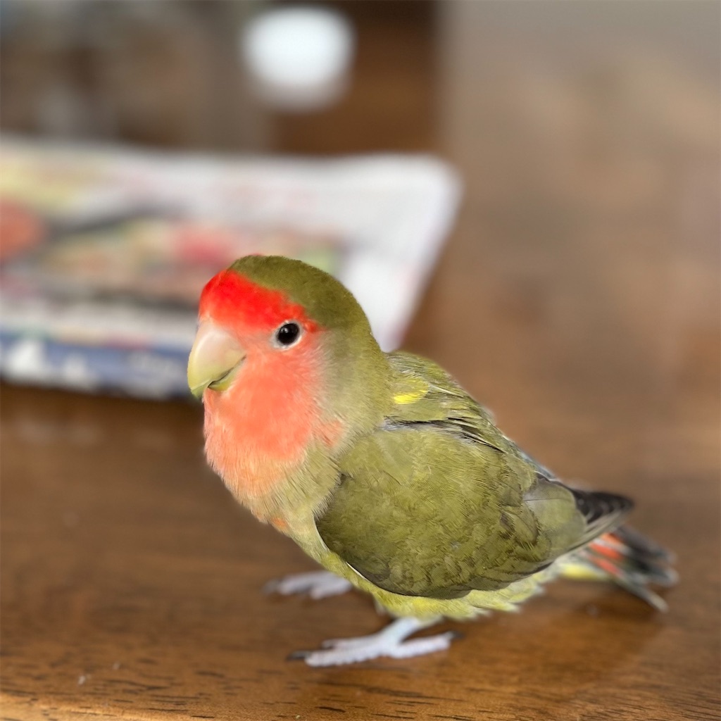 f:id:aufheben1007:20221027210340j:image