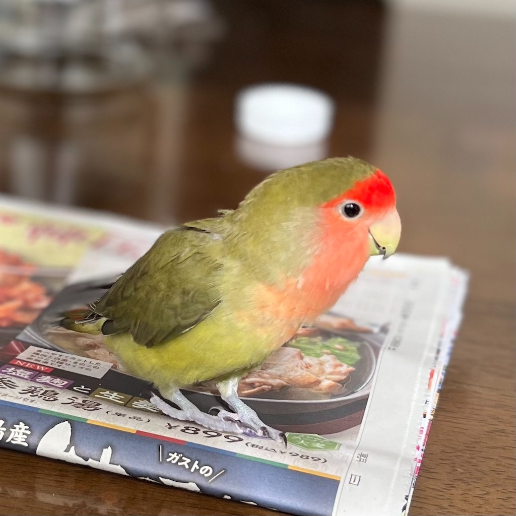 f:id:aufheben1007:20221027210359j:image