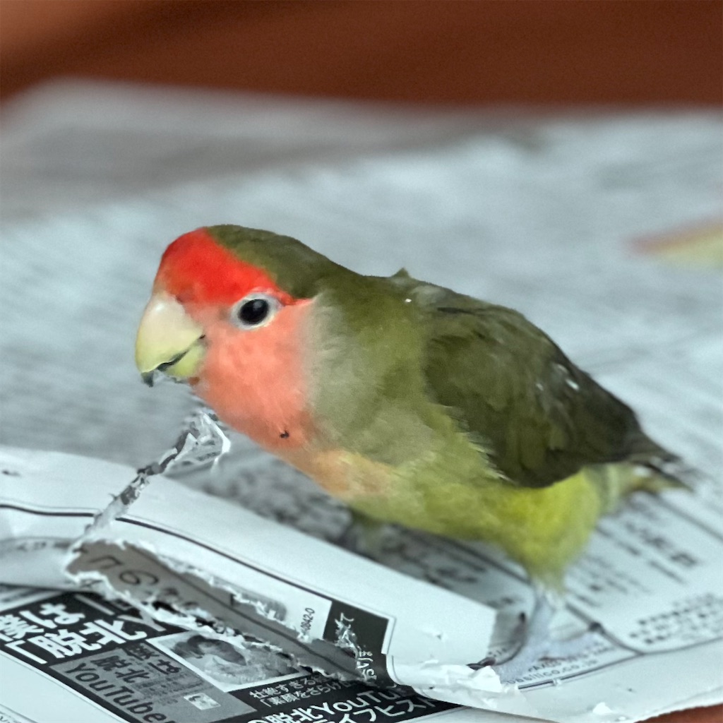 f:id:aufheben1007:20221027210410j:image