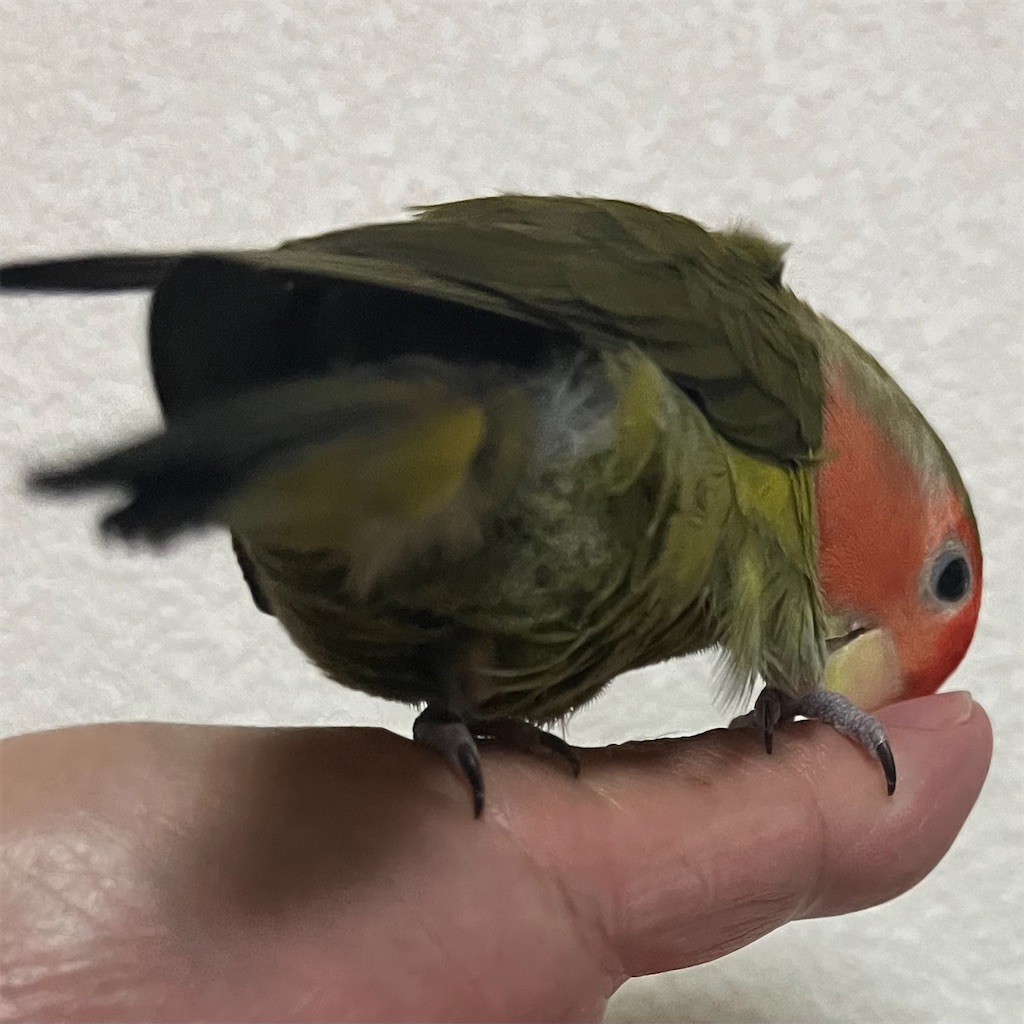 f:id:aufheben1007:20221210231053j:image