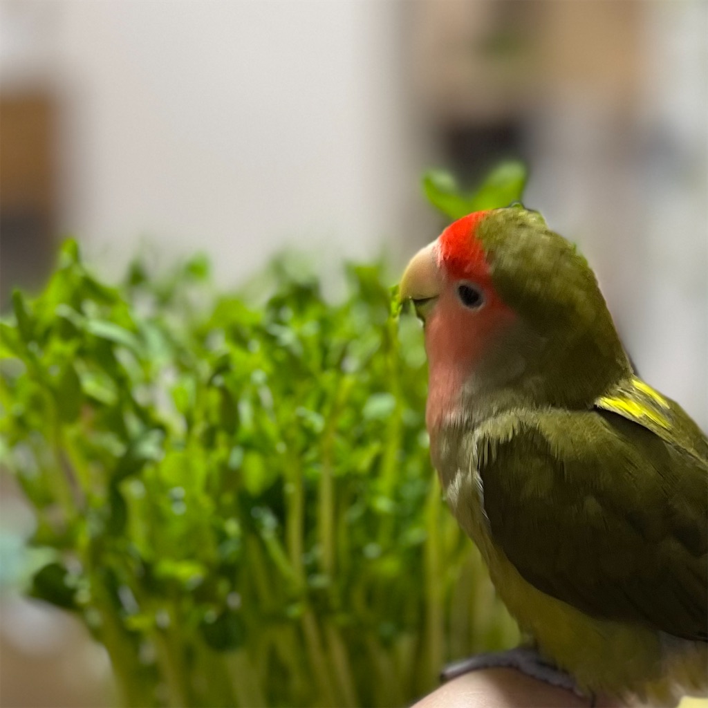 f:id:aufheben1007:20231028131632j:image