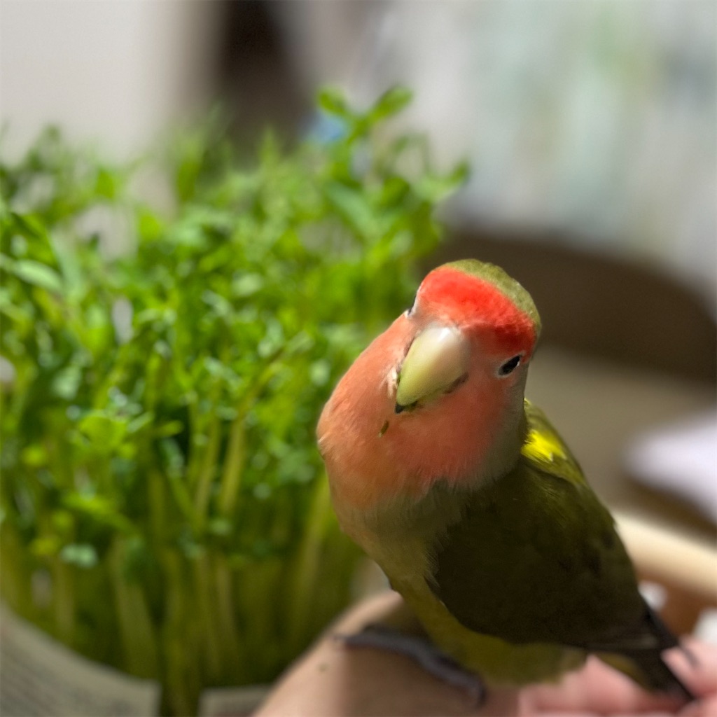 f:id:aufheben1007:20231028131635j:image