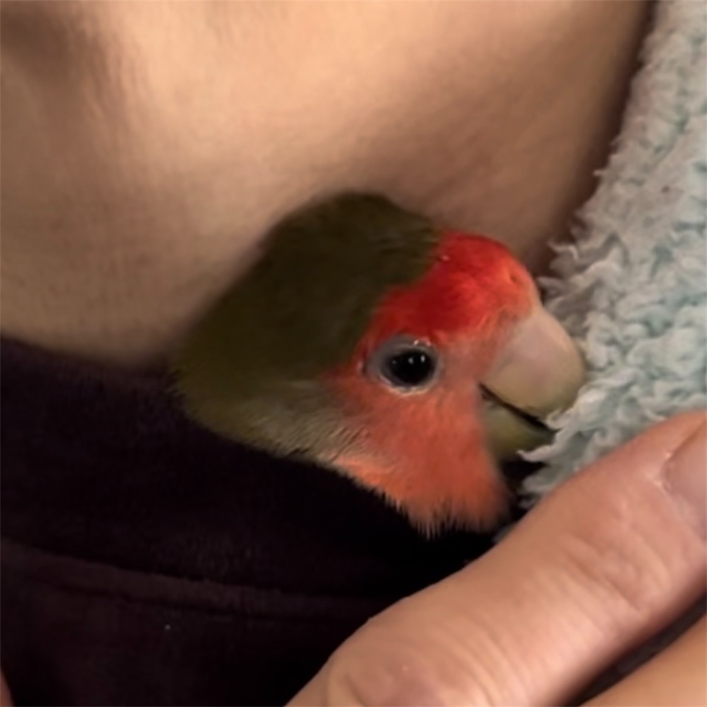 f:id:aufheben1007:20231229230543j:image