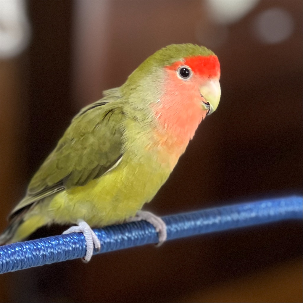 f:id:aufheben1007:20240512120553j:image f:id:aufheben1007:20240512120553j:image