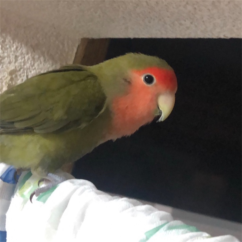 f:id:aufheben1007:20240512124435j:image f:id:aufheben1007:20240512124435j:image