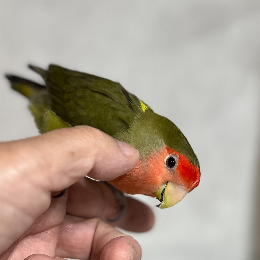 f:id:aufheben1007:20240512125518j:image f:id:aufheben1007:20240512125518j:image