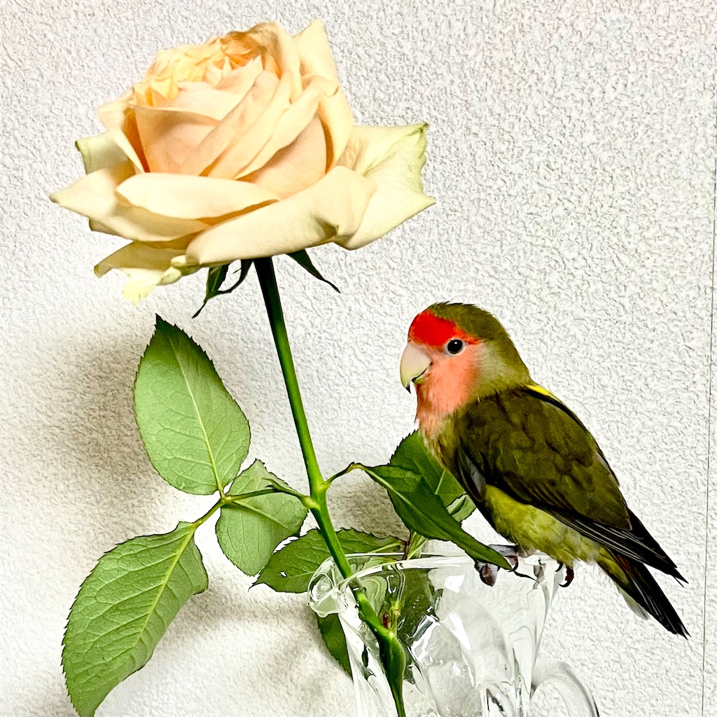 f:id:aufheben1007:20240513171656j:image f:id:aufheben1007:20240513171656j:image