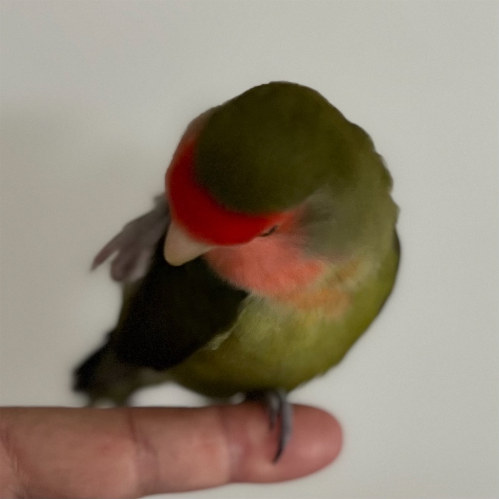 f:id:aufheben1007:20240520121041j:image