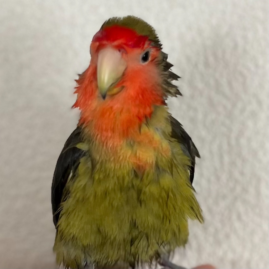 f:id:aufheben1007:20240526222831j:image f:id:aufheben1007:20240526222831j:image