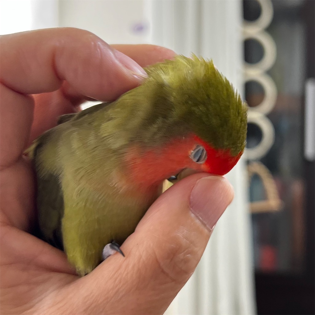 f:id:aufheben1007:20240526223801j:image f:id:aufheben1007:20240526223801j:image