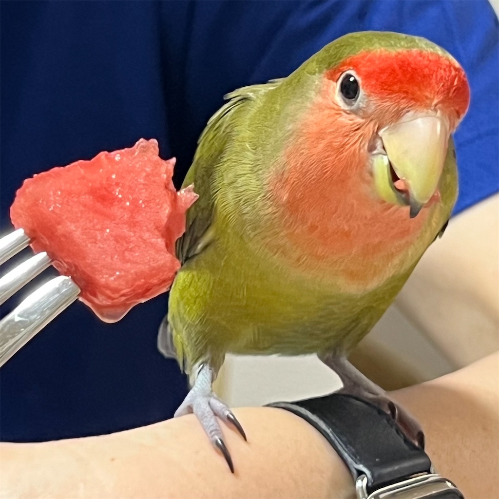 f:id:aufheben1007:20240714100358j:image