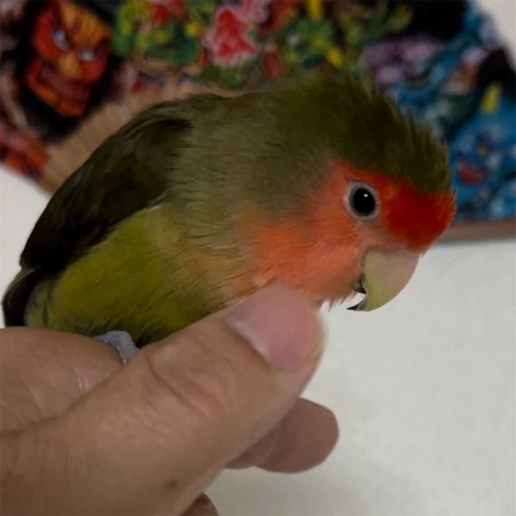 f:id:aufheben1007:20240729110621j:image