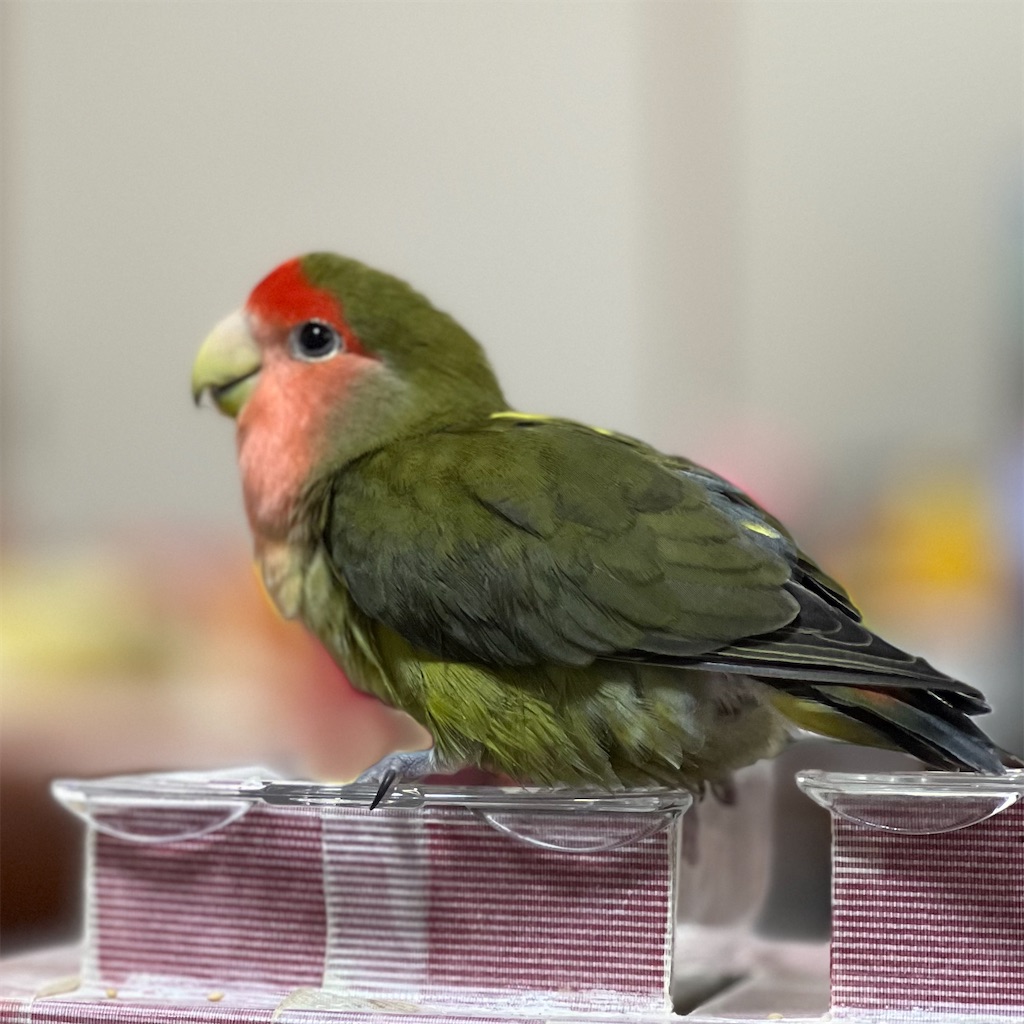 f:id:aufheben1007:20241201080831j:image