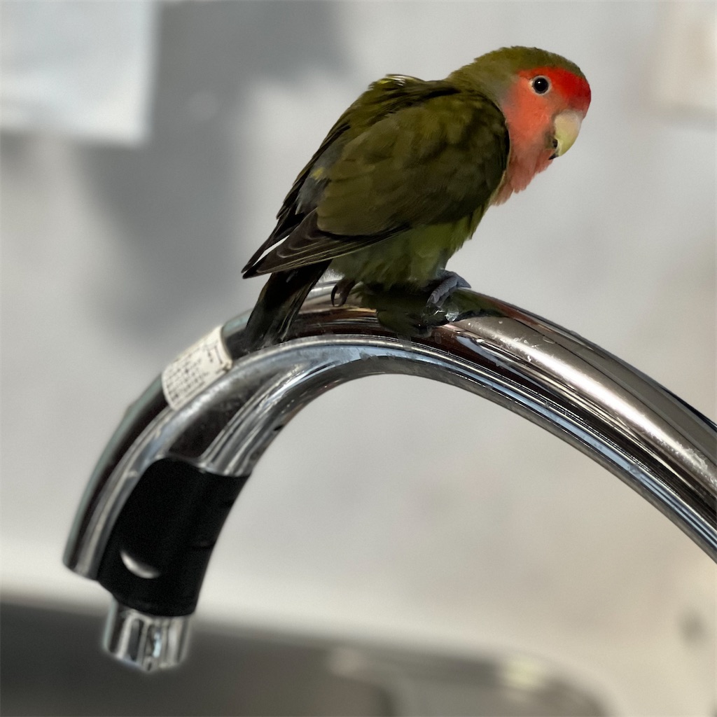 f:id:aufheben1007:20241217095851j:image