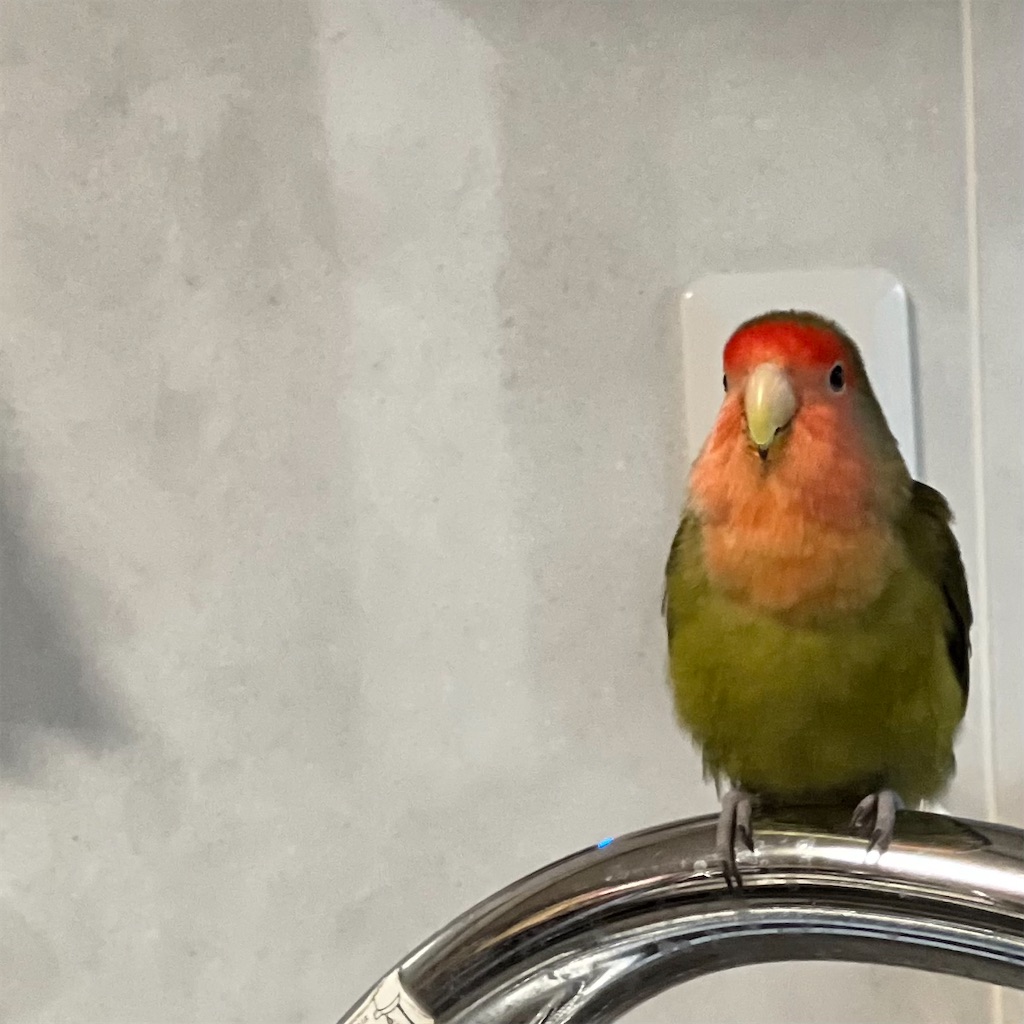 f:id:aufheben1007:20241217095859j:image