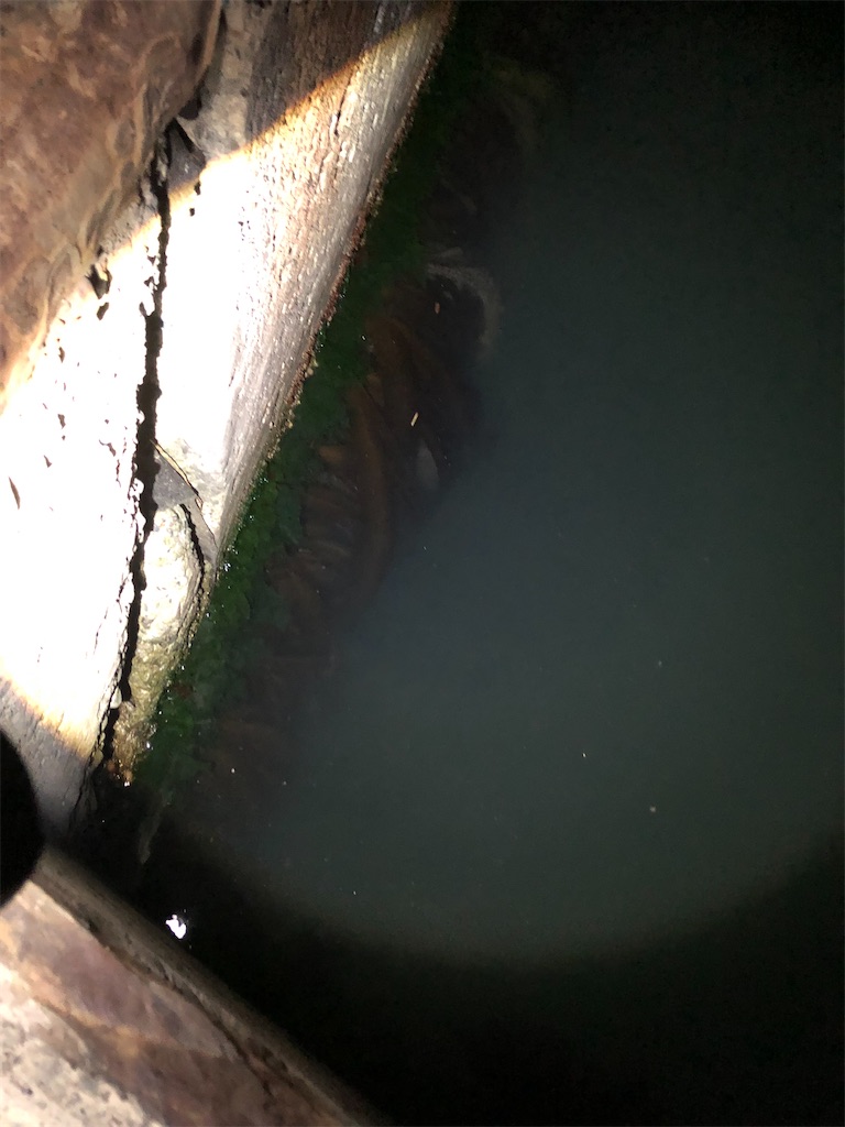 f:id:aulacophora:20210617190656j:image f:id:aulacophora:20210617190656j:image