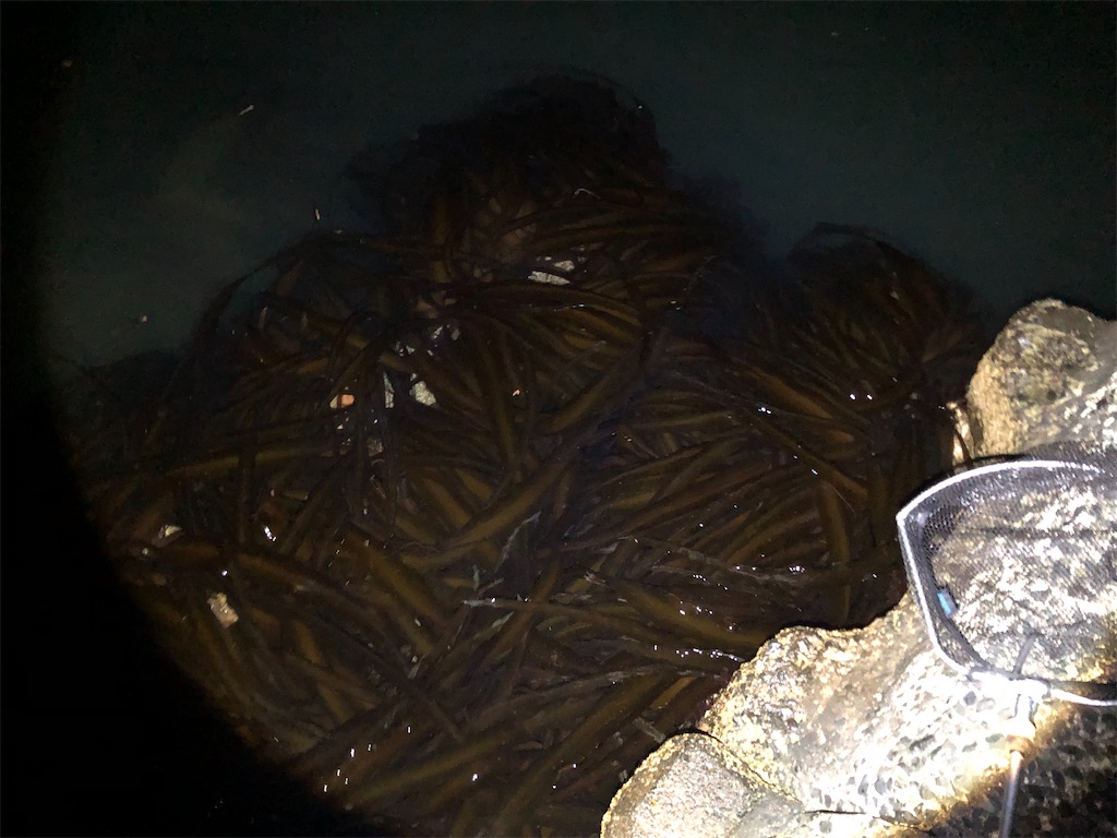 f:id:aulacophora:20210617190745j:image f:id:aulacophora:20210617190745j:image