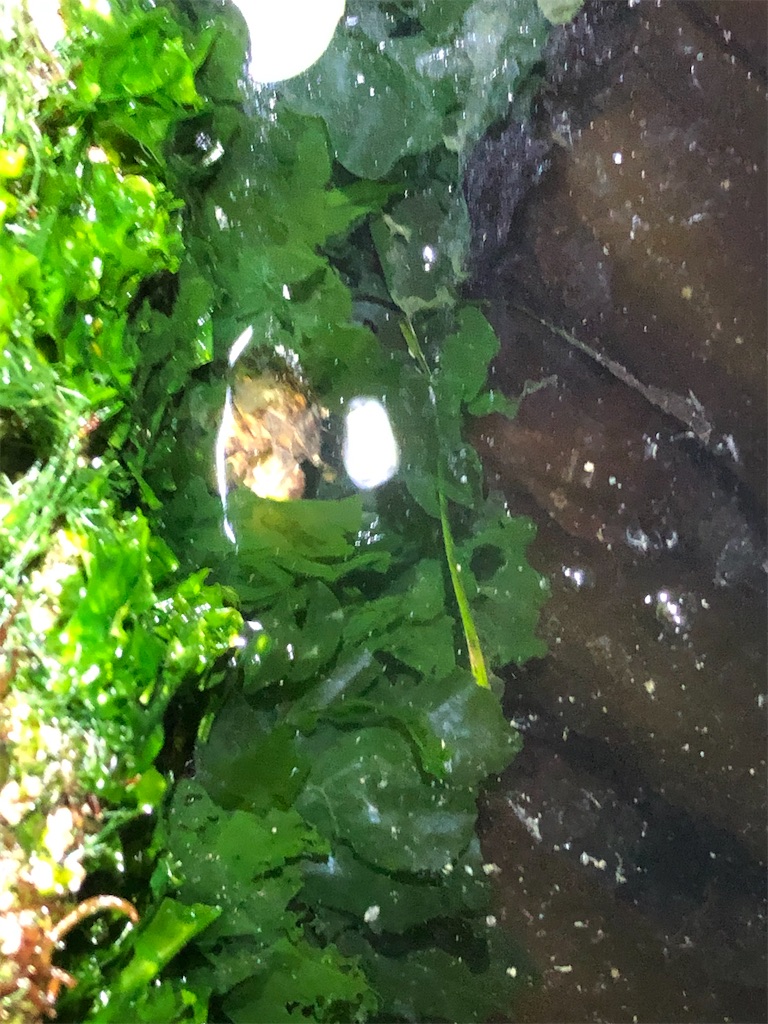 f:id:aulacophora:20210617190929j:image f:id:aulacophora:20210617190929j:image