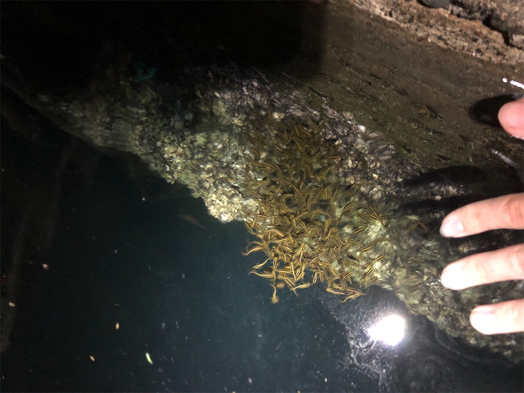 f:id:aulacophora:20210617191318j:image f:id:aulacophora:20210617191318j:image