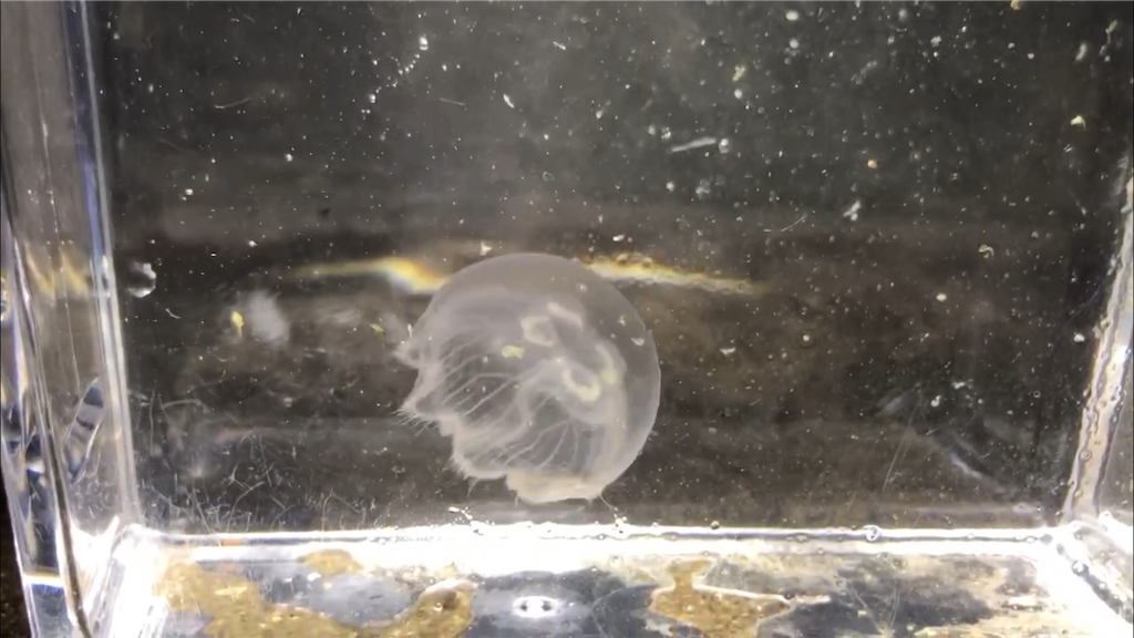 f:id:aulacophora:20210617192724p:image f:id:aulacophora:20210617192724p:image