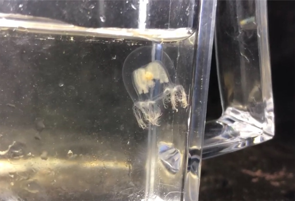 f:id:aulacophora:20210617192741j:image f:id:aulacophora:20210617192741j:image