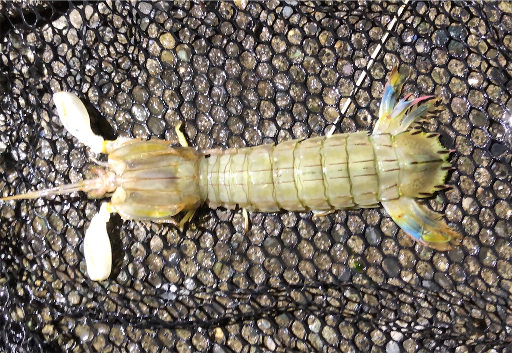 f:id:aulacophora:20210618004041j:image f:id:aulacophora:20210618004041j:image