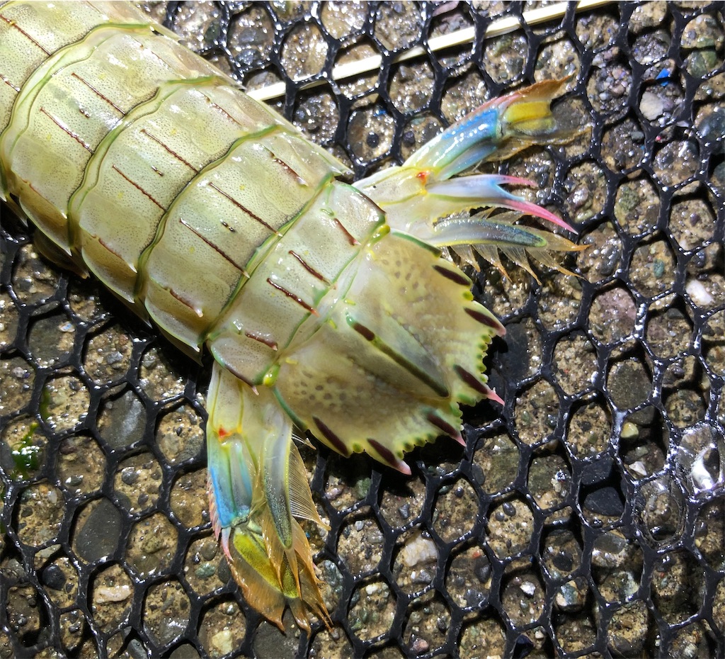 f:id:aulacophora:20210618004044j:image f:id:aulacophora:20210618004044j:image