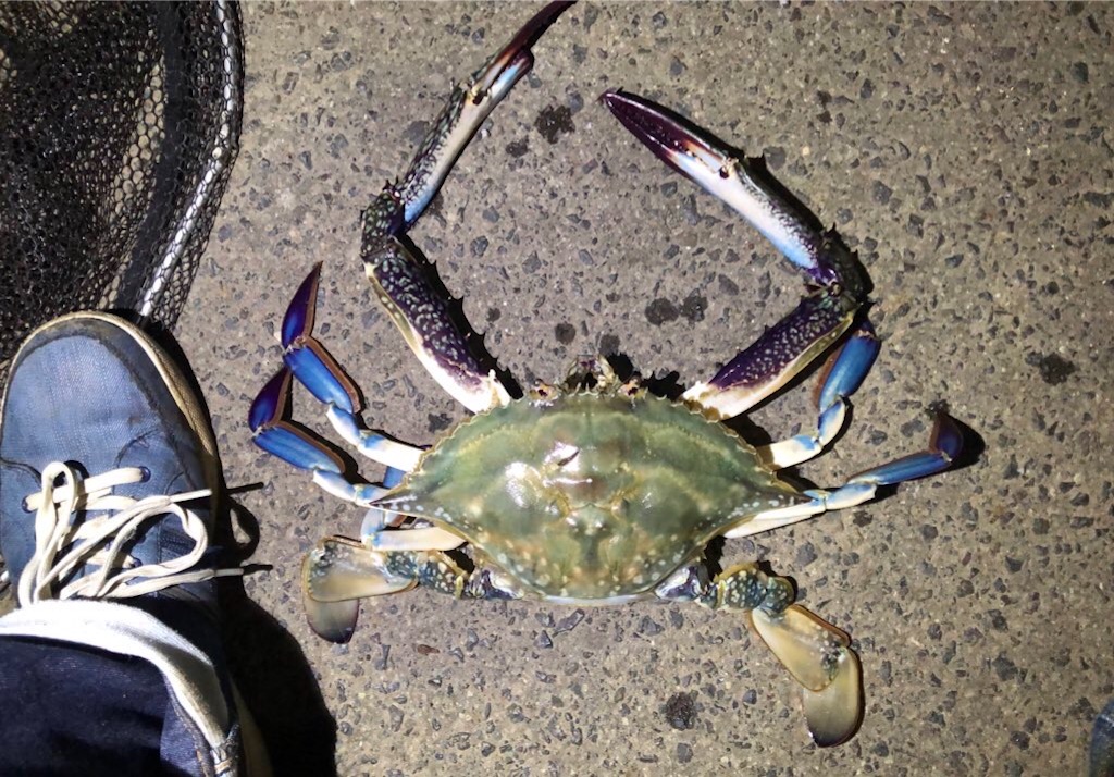 f:id:aulacophora:20210618004650j:image f:id:aulacophora:20210618004650j:image