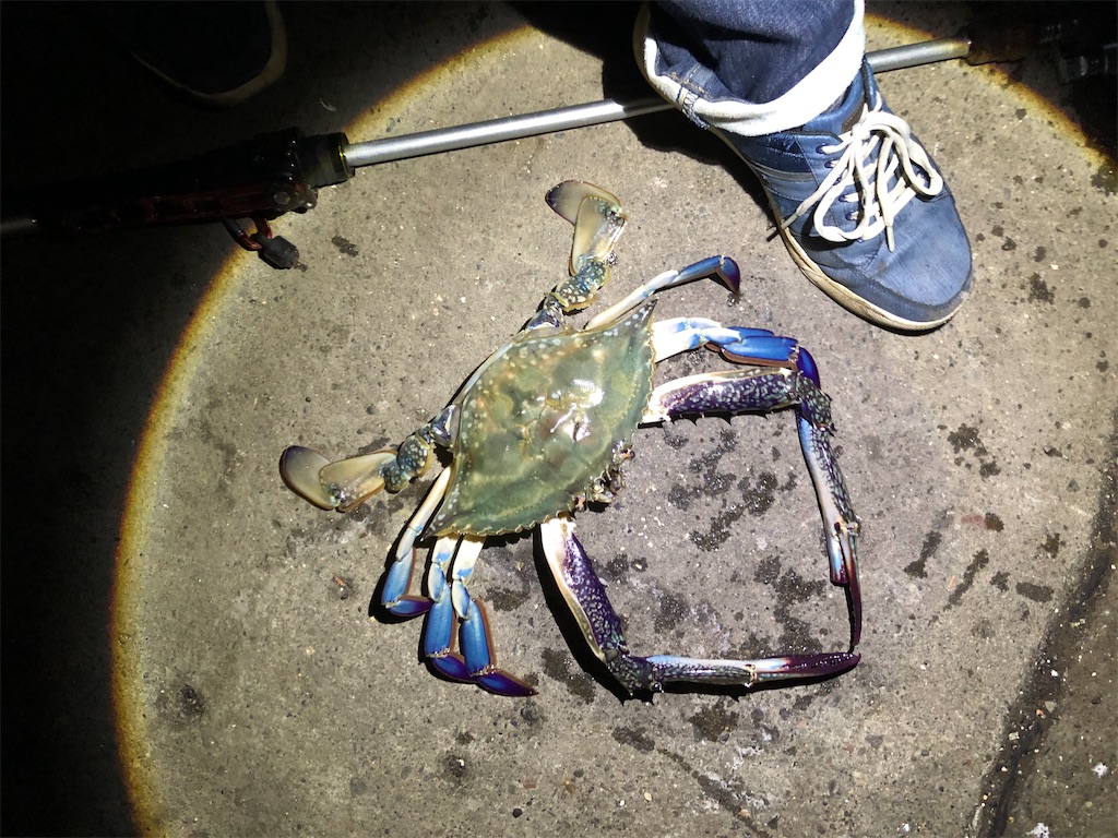 f:id:aulacophora:20210618004655j:image f:id:aulacophora:20210618004655j:image
