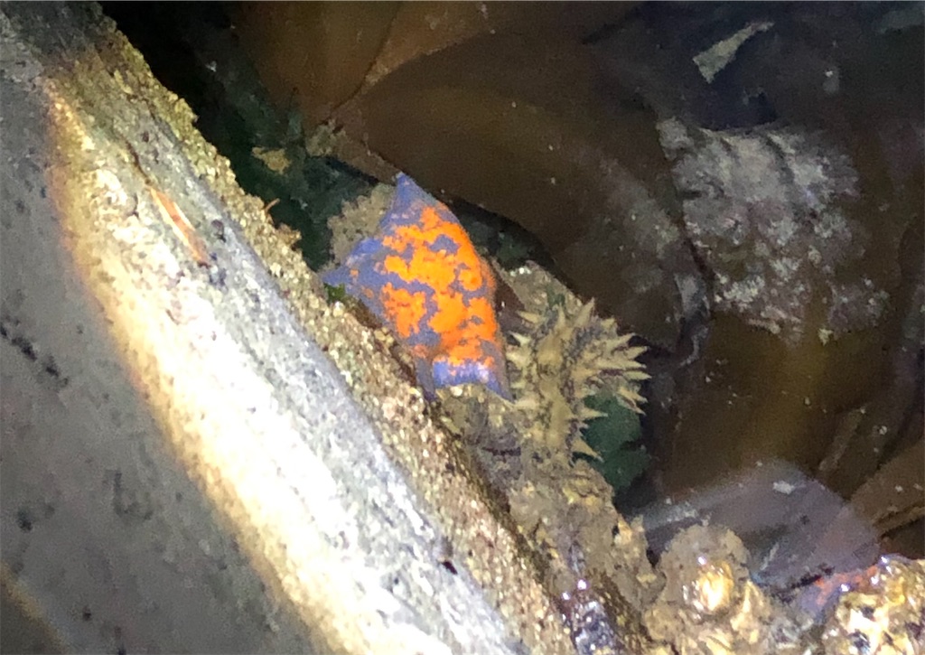 f:id:aulacophora:20210618005310j:image f:id:aulacophora:20210618005310j:image