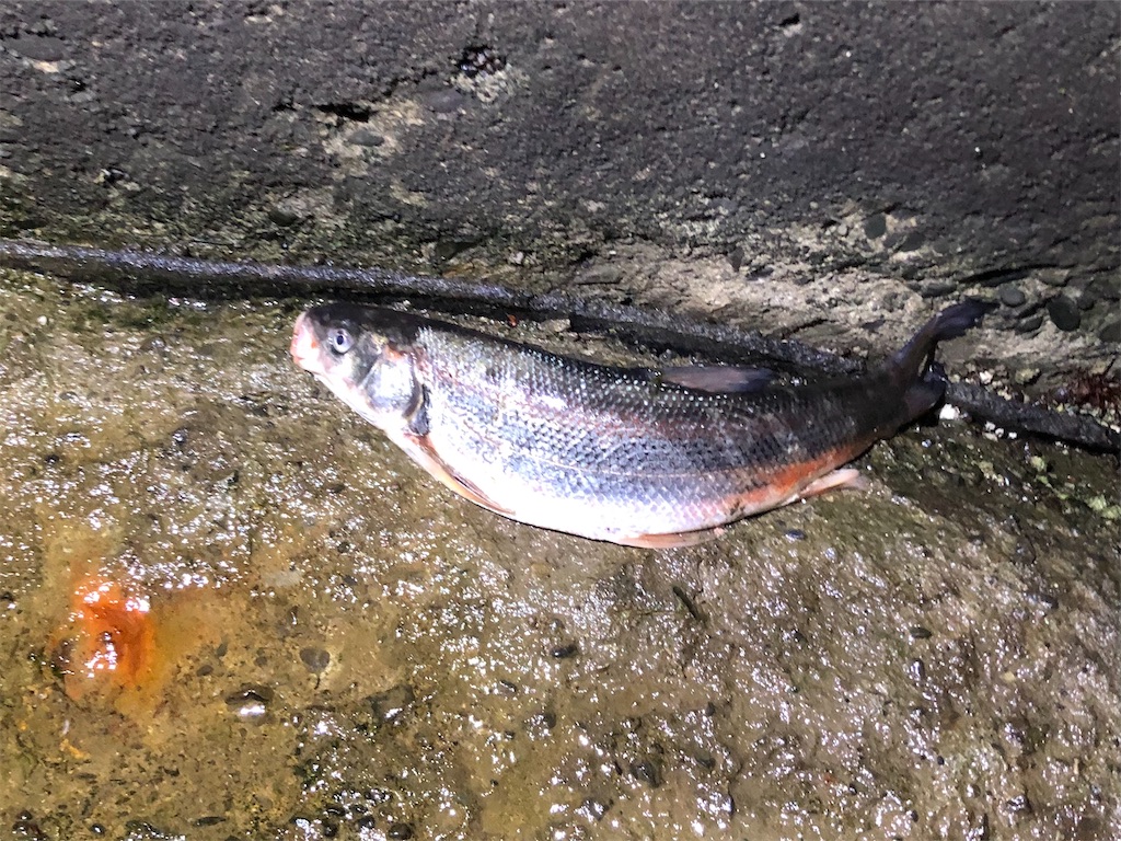f:id:aulacophora:20210618005443j:image f:id:aulacophora:20210618005443j:image